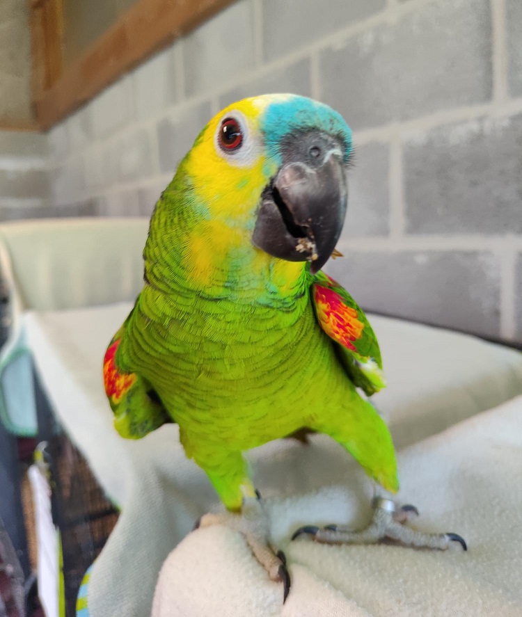 Bluey